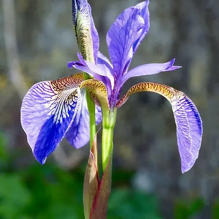 Iris With Pool In Sani Villa *